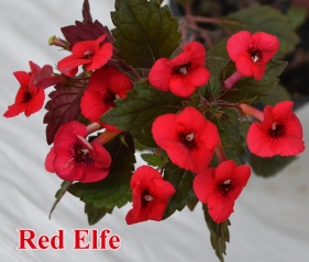 Red Elfe